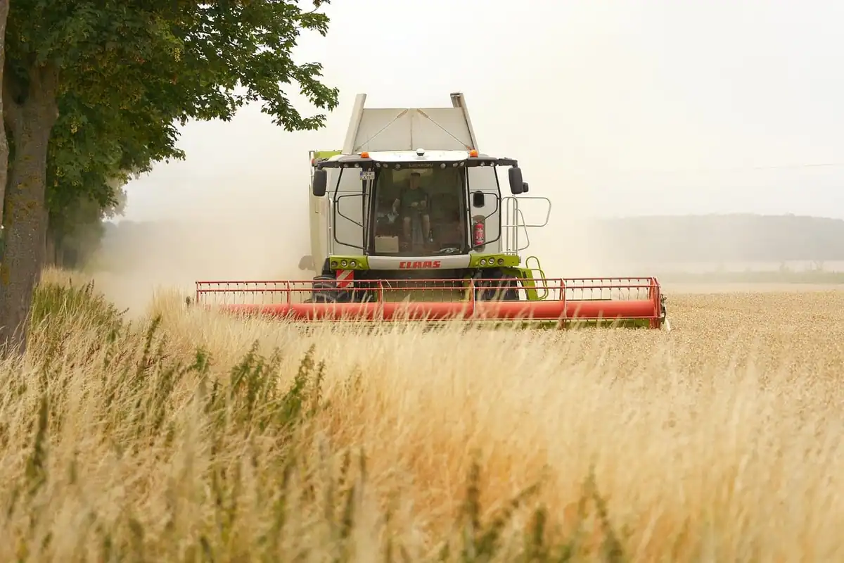 Combină care recoltează un lan de grâu auriu, agricultură afectată de schimbările climatice
