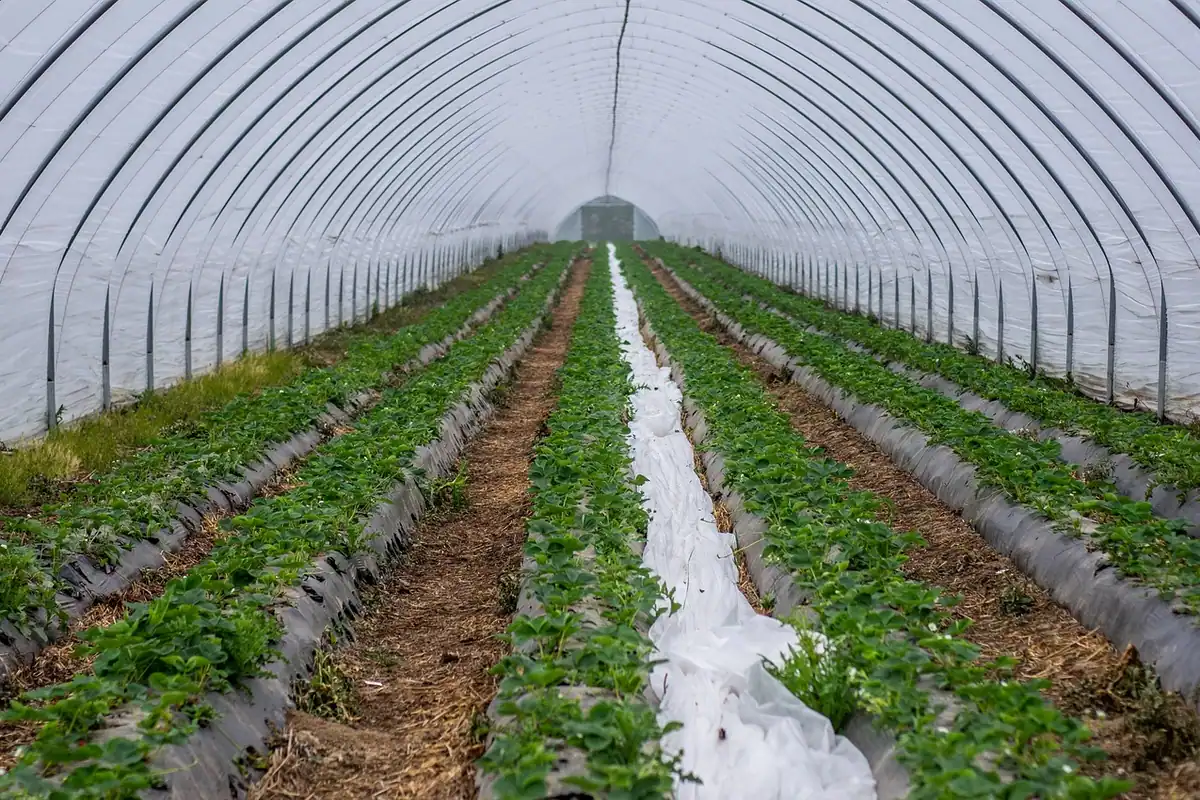 Rânduri de legume irigate prin picurare, agricultura adaptată la clima din România