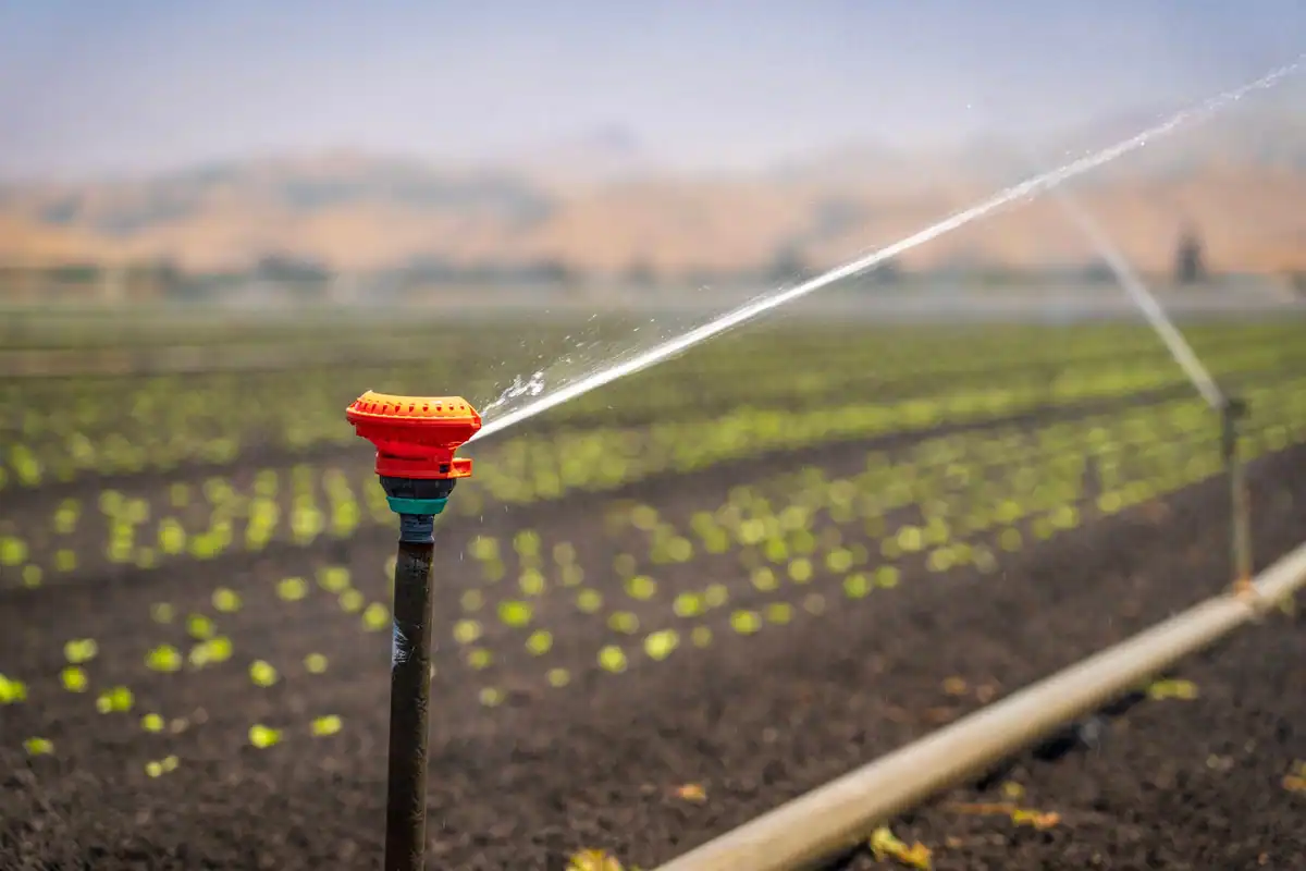 Aspersor care irigă un câmp verde cultivat, sub un cer senin de vară