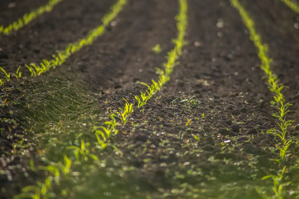 Puieți tineri plantați în rânduri pe un teren, compensare a emisiilor prin plantări