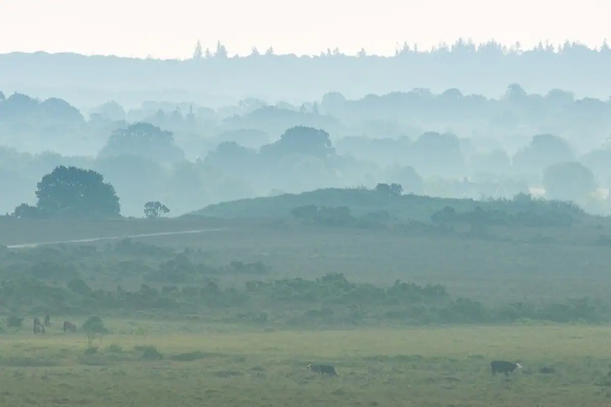 Vaci la păscut pe un câmp verde dimineața, sursă agricolă de metan, gaz cu efect de seră