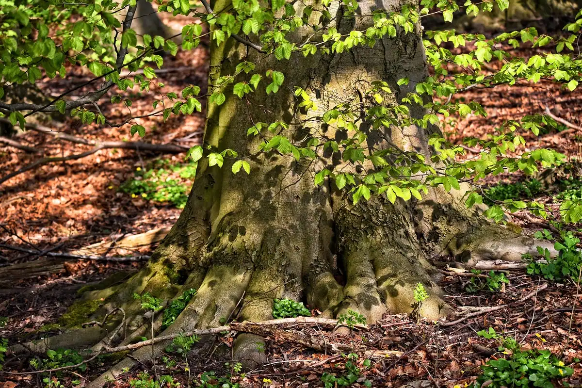 Pădure veche de fagi cu trunchiuri străbătute de lumina soarelui, depozit de carbon