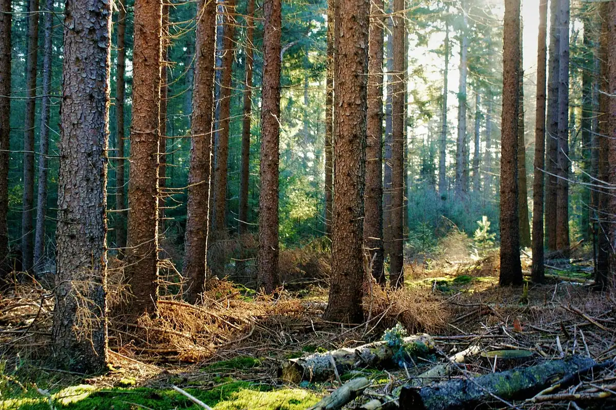 Mușchi și un trunchi căzut pe solul unei păduri, parte din stocarea carbonului în păduri