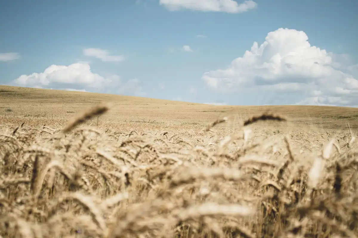 Lan de grâu auriu sub un cer albastru cu nori, într-o zonă rurală din România